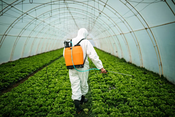 Best Local Pest Control Services  in Ruston, WA