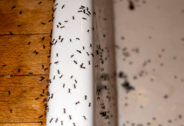 Best Wildlife Control Services  in Ruston, WA