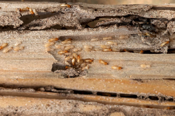Best Best Pest Control Companies  in Ruston, WA